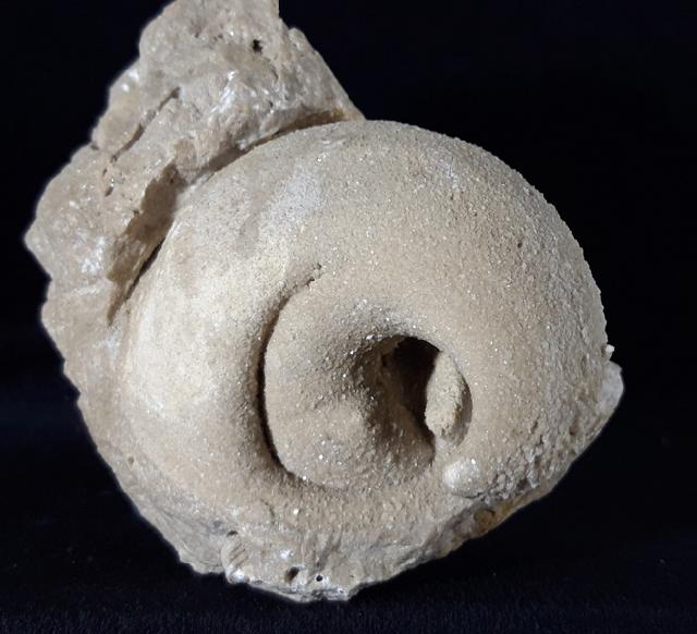 Eodiceras bavaricum (ZITTEL) - Bild © FossNet FossilienStore